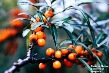 Seaberry Seabuckthorn
